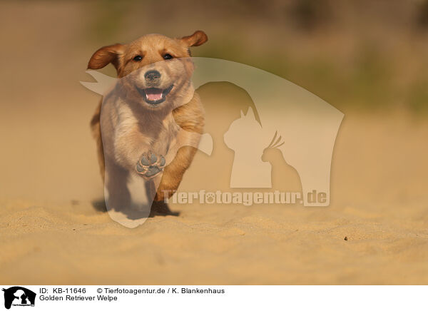 Golden Retriever Welpe / Golden Retriever Puppy / KB-11646