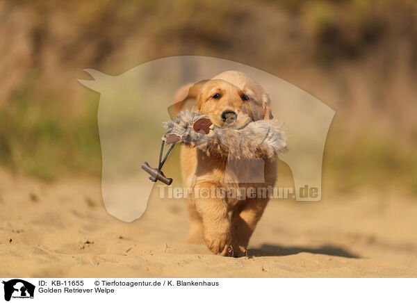 Golden Retriever Welpe / Golden Retriever Puppy / KB-11655