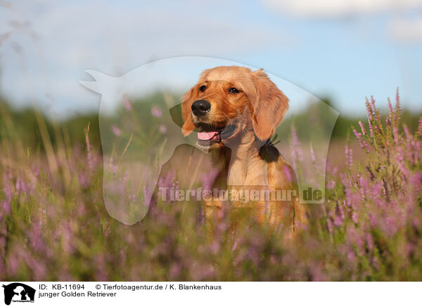 junger Golden Retriever / young Golden Retriever / KB-11694