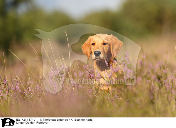 junger Golden Retriever / young Golden Retriever / KB-11719