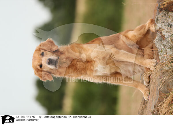 Golden Retriever / Golden Retriever / KB-11775