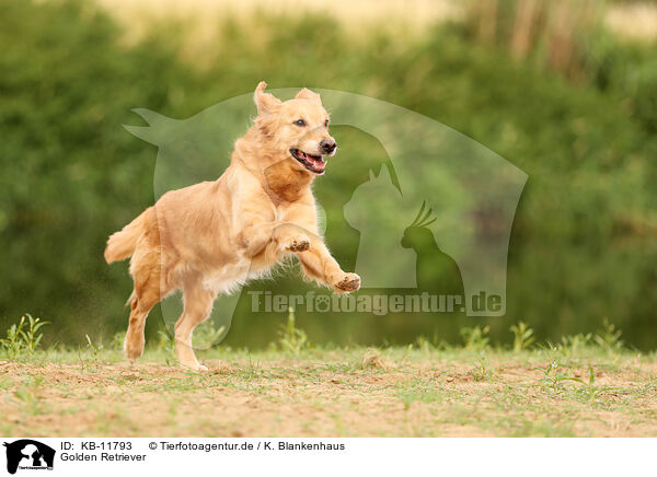 Golden Retriever / Golden Retriever / KB-11793