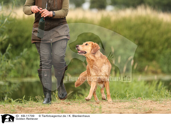 Golden Retriever / KB-11799