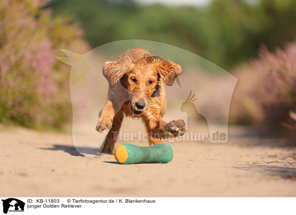 junger Golden Retriever / young Golden Retriever / KB-11803