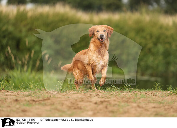 Golden Retriever / Golden Retriever / KB-11807