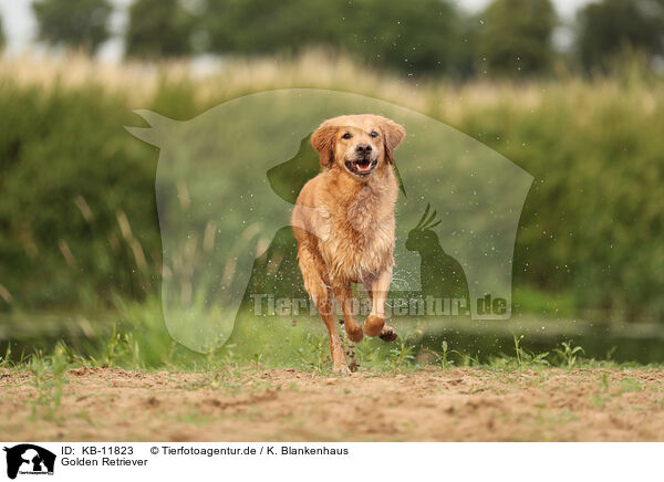 Golden Retriever / Golden Retriever / KB-11823