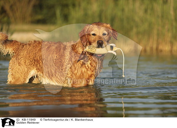 Golden Retriever / Golden Retriever / KB-11949