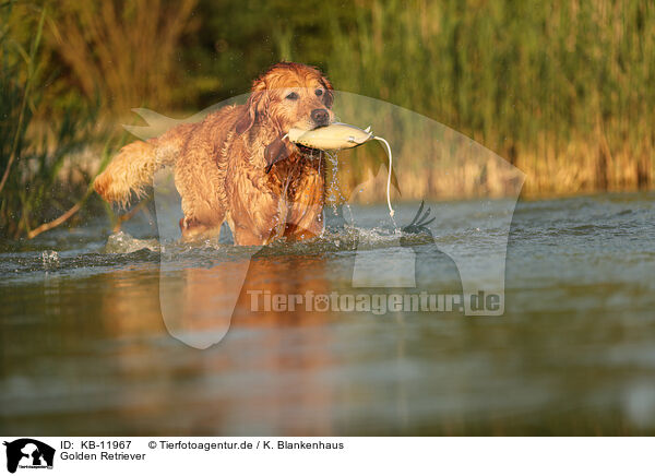 Golden Retriever / Golden Retriever / KB-11967