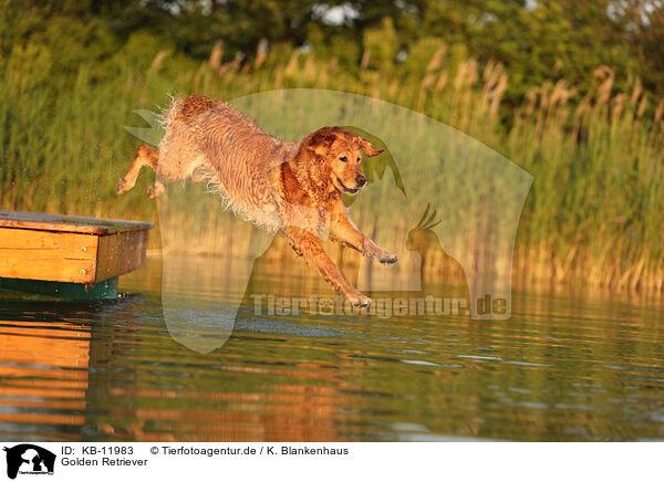 Golden Retriever / Golden Retriever / KB-11983