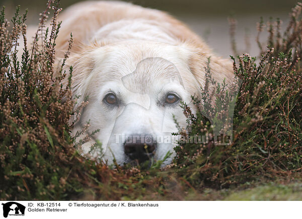 Golden Retriever / Golden Retriever / KB-12514