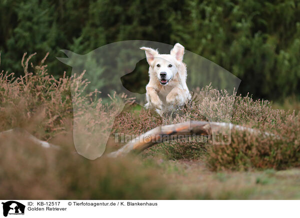 Golden Retriever / KB-12517