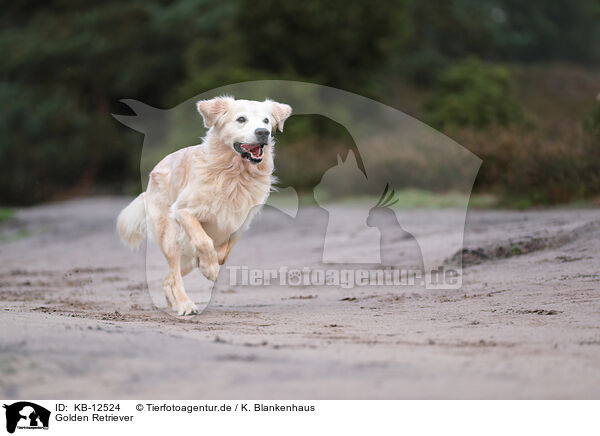 Golden Retriever / Golden Retriever / KB-12524