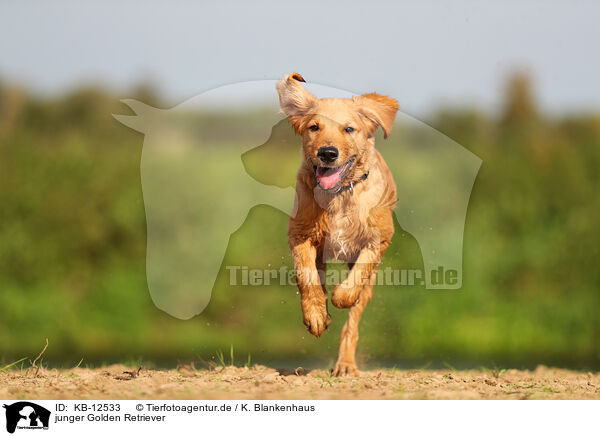 junger Golden Retriever / young Golden Retriever / KB-12533
