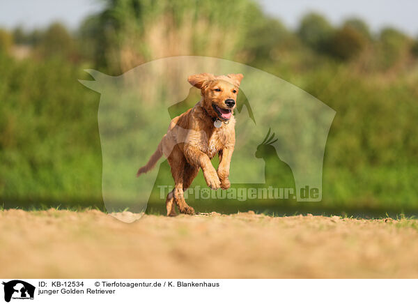 junger Golden Retriever / young Golden Retriever / KB-12534