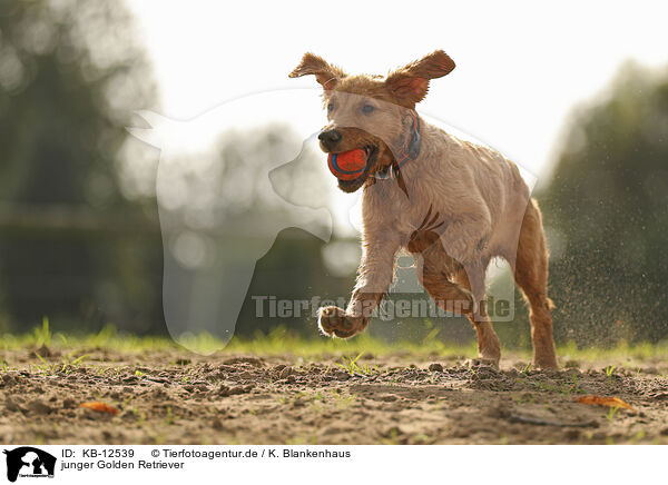 junger Golden Retriever / young Golden Retriever / KB-12539