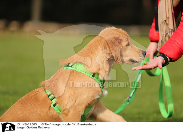 junger Golden Retriever / young Golden Retriever / KB-12563