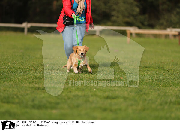 junger Golden Retriever / young Golden Retriever / KB-12570