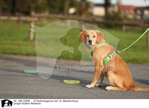 junger Golden Retriever / young Golden Retriever / KB-12588