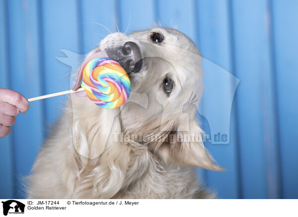 Golden Retriever / Golden Retriever / JM-17244