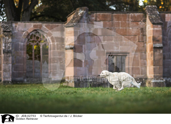 Golden Retriever / Golden Retriever / JEB-02753