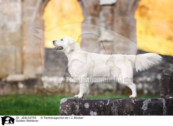 Golden Retriever / Golden Retriever / JEB-02755