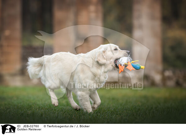 Golden Retriever / Golden Retriever / JEB-02760