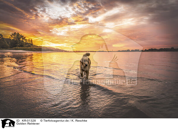 Golden Retriever / KR-01328