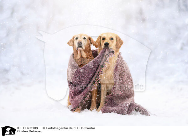 Golden Retriever / Golden Retriever / DH-03103