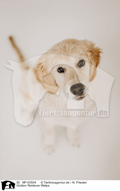 Golden Retriever Welpe / Golden Retriever Puppy / NP-03504