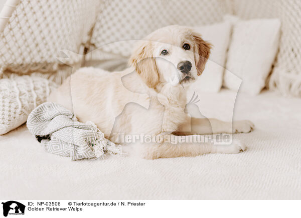 Golden Retriever Welpe / Golden Retriever Puppy / NP-03506