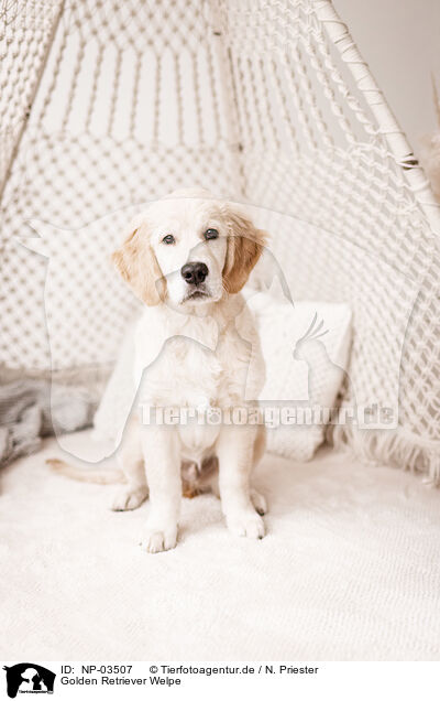 Golden Retriever Welpe / Golden Retriever Puppy / NP-03507