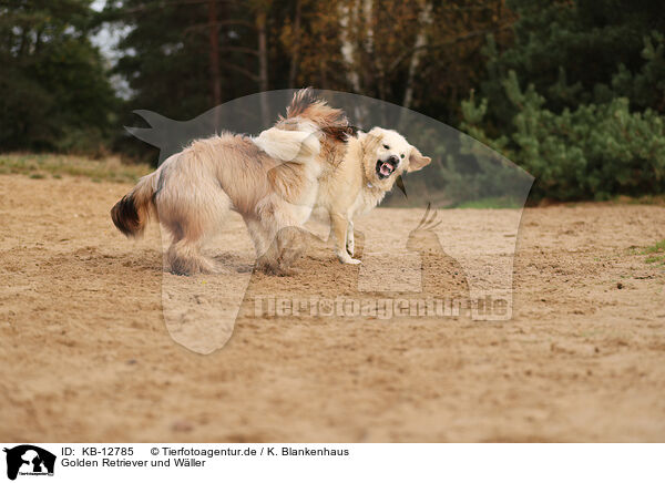 Golden Retriever und Wller / Golden Retriever and Waeller / KB-12785