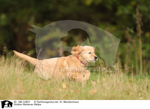 Golden Retriever Welpe / Golden Retriever Puppy / KB-12851