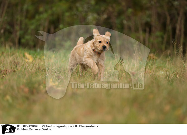 Golden Retriever Welpe / Golden Retriever Puppy / KB-12869