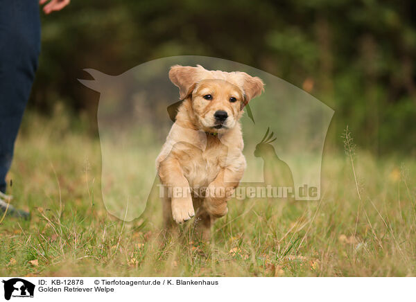 Golden Retriever Welpe / Golden Retriever Puppy / KB-12878
