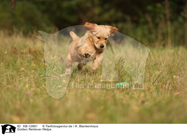 Golden Retriever Welpe / Golden Retriever Puppy / KB-12881