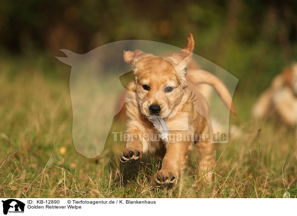 Golden Retriever Welpe / Golden Retriever Puppy / KB-12890
