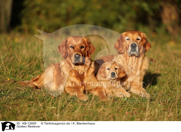 Golden Retriever / Golden Retriever / KB-12895