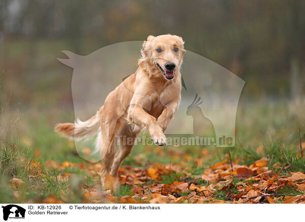 Golden Retriever / Golden Retriever / KB-12926