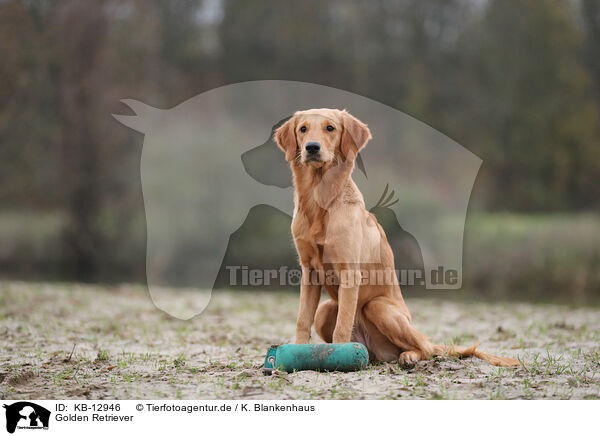 Golden Retriever / Golden Retriever / KB-12946