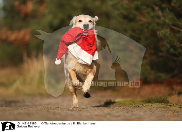 Golden Retriever / Golden Retriever / KB-13380