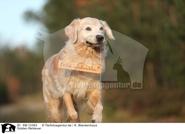 Golden Retriever / Golden Retriever / KB-13383