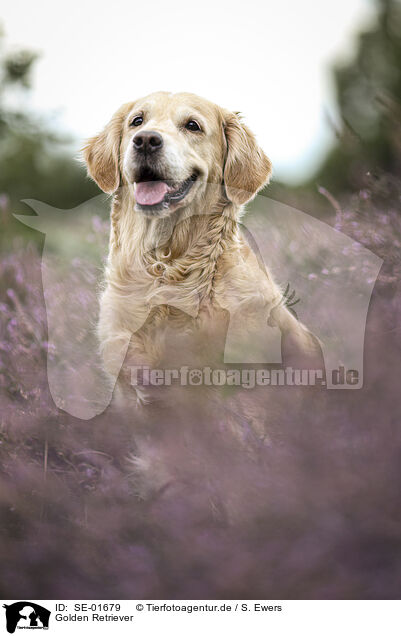 Golden Retriever / Golden Retriever / SE-01679