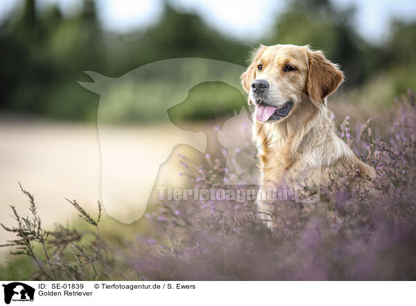 Golden Retriever / SE-01839