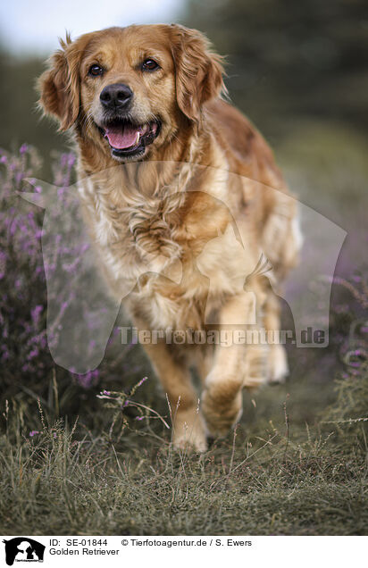 Golden Retriever / Golden Retriever / SE-01844