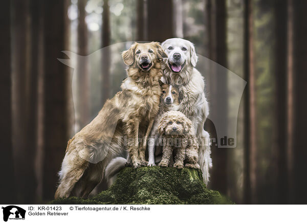 Golden Retriever / Golden Retriever / KR-01423