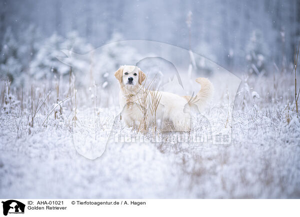 Golden Retriever / Golden Retriever / AHA-01021
