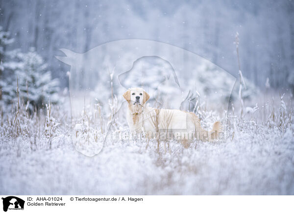 Golden Retriever / Golden Retriever / AHA-01024