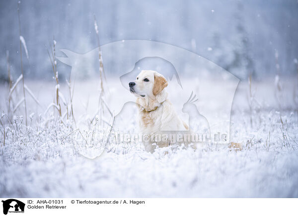 Golden Retriever / Golden Retriever / AHA-01031