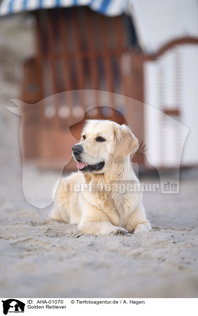 Golden Retriever / Golden Retriever / AHA-01070